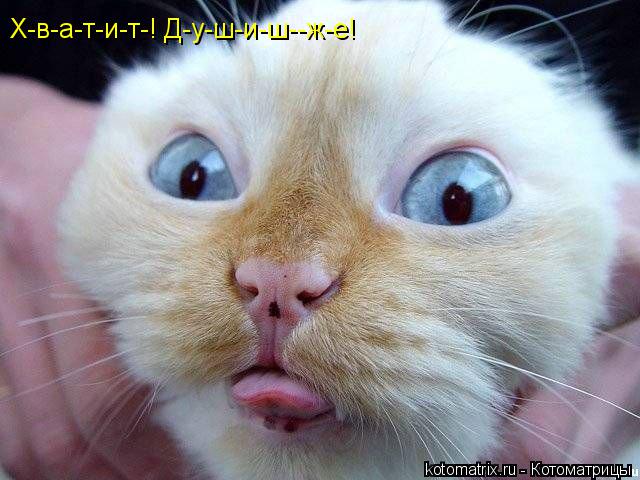 Х-в-а-т-и-т-! Д-у-ш-и-ш--ж-е!... Котоматрица: Х-в-а-т-и-т-! Д-у-ш-и-ш--ж-е!