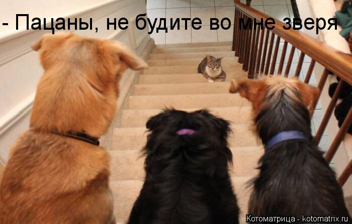 Котоматрица: - Пацаны, не будите во мне зверя