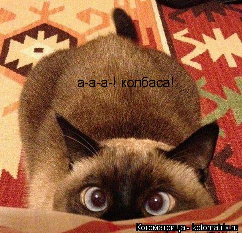а-а-а-! колбаса!... Котоматрица: а-а-а-! колбаса!