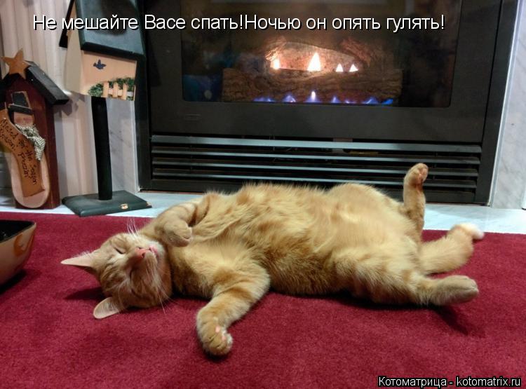 Не мешайте Васе спать!Ночью он опять гулять!... Котоматрица: Не мешайте Васе спать!Ночью он опять гулять!