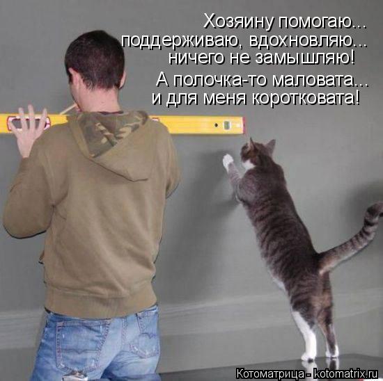 Хозяину помогаю... поддерживаю, вдохновляю... ничего не замышляю! А полочка-то маловата... и для мен... Котоматрица: Хозяину помогаю... поддерживаю, вдохновляю... ничего не замышляю! А полочка-то маловата... и для меня коротковата!