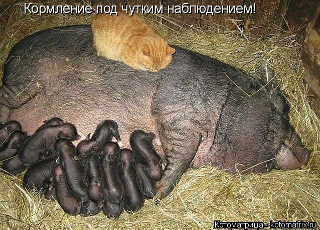Кормление под чутким наблюдением!... Котоматрица: Кормление под чутким наблюдением!