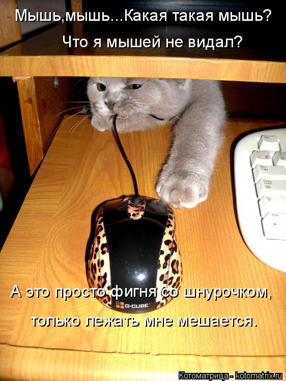 Мышь,мышь...Какая такая мышь? Что я мышей не видал? А это просто фигня со шнурочком, только лежать мн... Котоматрица: Мышь,мышь...Какая такая мышь? Что я мышей не видал? А это просто фигня со шнурочком, только лежать мне мешается.