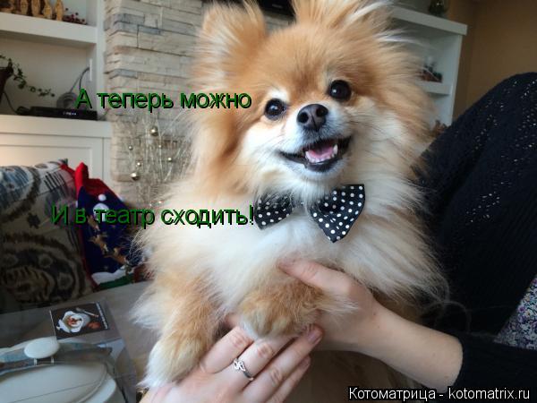 А теперь можно И в театр сходить!... Котоматрица: А теперь можно И в театр сходить!