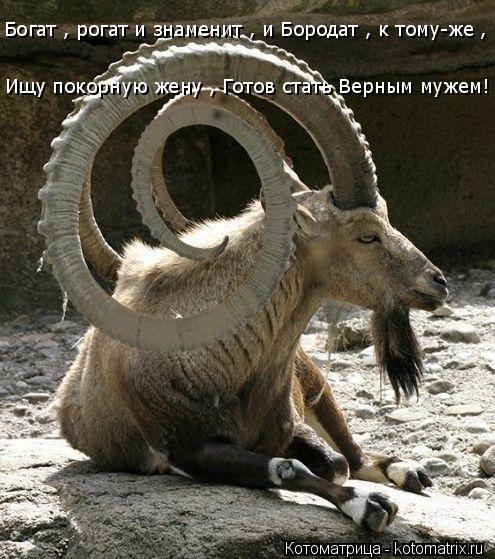 Богат , рогат и знаменит , и Бородат , к тому-же , Ищу покорную жену , Готов стать Верным мужем!... Котоматрица: Богат , рогат и знаменит , и Бородат , к тому-же , Ищу покорную жену , Готов стать Верным мужем!