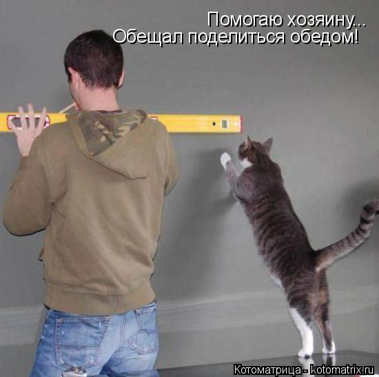 Помогаю хозяину... Обещал поделиться обедом!... Котоматрица: Помогаю хозяину... Обещал поделиться обедом!