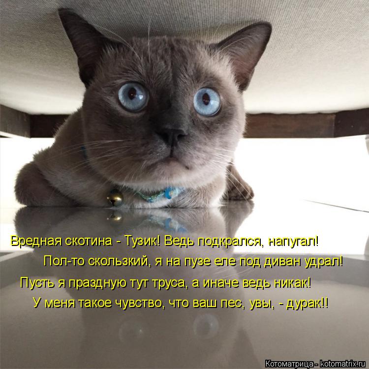 Котоматрица: Вредная скотина - Тузик! Ведь подкрался, напугал! Пол-то скользкий, я на пузе еле под диван удрал! Пусть я праздную тут труса, а иначе ведь ник
