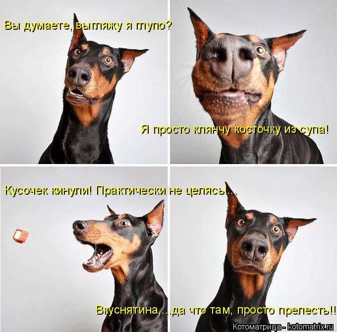 Вы думаете, выгляжу я глупо? Я просто клянчу косточку из супа! Кусочек кинули! Практически не целясь!... Котоматрица: Вы думаете, выгляжу я глупо? Я просто клянчу косточку из супа! Кусочек кинули! Практически не целясь!... Вкуснятина,...да что там, просто прелес