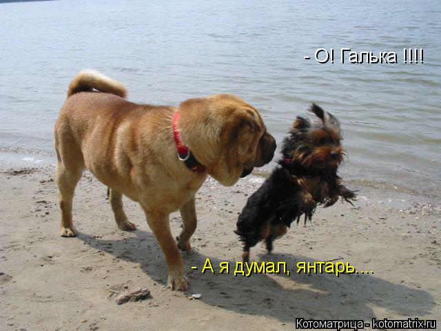 - О! Галька !!!! - А я думал, янтарь....... Котоматрица: - О! Галька !!!! - А я думал, янтарь....