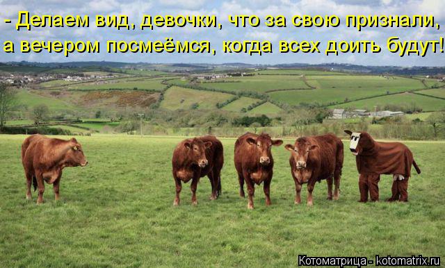 - Делаем вид, девочки, что за свою признали, а вечером посмеёмся, когда всех доить будут!... Котоматрица: - Делаем вид, девочки, что за свою признали, а вечером посмеёмся, когда всех доить будут!