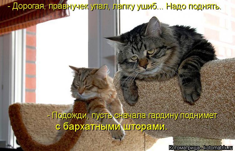 Котоматрица: - Дорогая, правнучек упал, лапку ушиб... Надо поднять. - Подожди, пусть сначала гардину поднимет  с бархатными шторами.