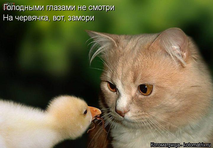 Голодными глазами не смотри Голодными глазами не смотри На червячка, вот, замори... Котоматрица: Голодными глазами не смотри Голодными глазами не смотри На червячка, вот, замори