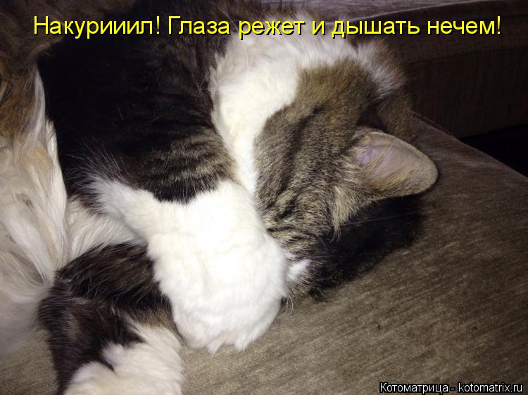 Накурииил! Глаза режет и дышать нечем!... Котоматрица: Накурииил! Глаза режет и дышать нечем!