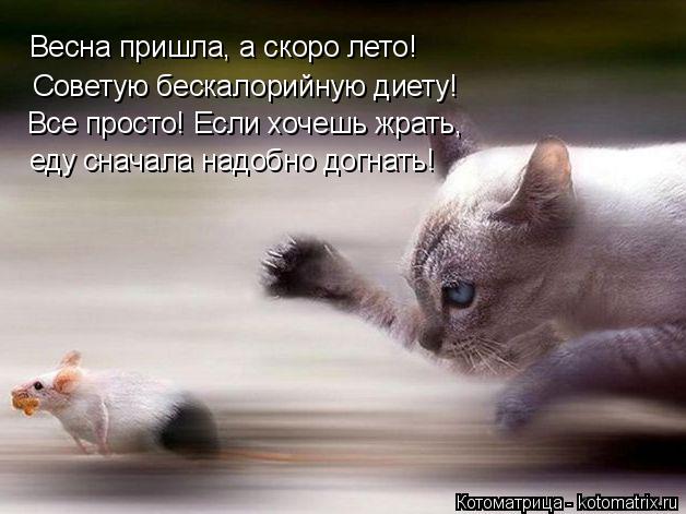 Весна пришла, а скоро лето! Советую бескалорийную диету! Все просто! Если хочешь жрать, еду сначала н... Котоматрица: Весна пришла, а скоро лето! Советую бескалорийную диету! Все просто! Если хочешь жрать, еду сначала надобно догнать!