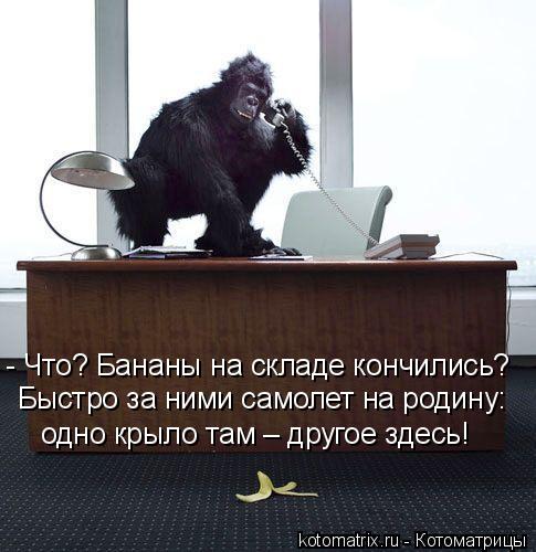 - Что? Бананы на складе кончились? Быстро за ними самолет на родину: одно крыло там – другое здесь!... Котоматрица: - Что? Бананы на складе кончились? Быстро за ними самолет на родину: одно крыло там – другое здесь!