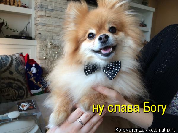ну слава Богу... Котоматрица: ну слава Богу