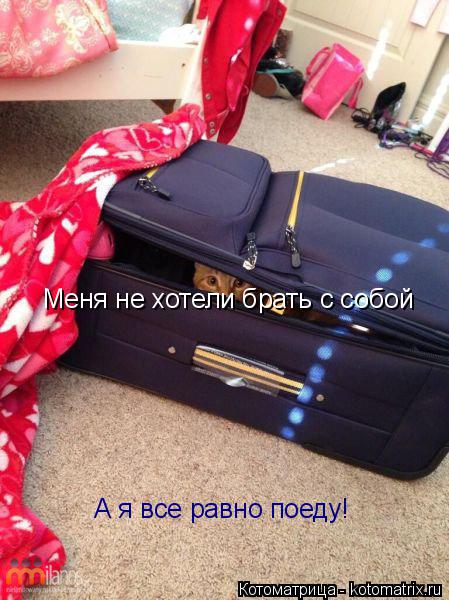 Меня не хотели брать с собой А я все равно поеду! А я все равно поеду!... Котоматрица: Меня не хотели брать с собой А я все равно поеду! А я все равно поеду!
