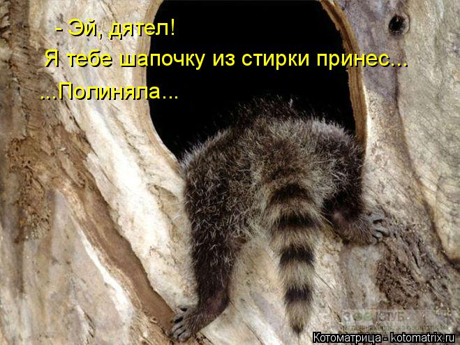 - Эй, дятел! Я тебе шапочку из стирки принес... ...Полиняла...... Котоматрица: - Эй, дятел! Я тебе шапочку из стирки принес... ...Полиняла...