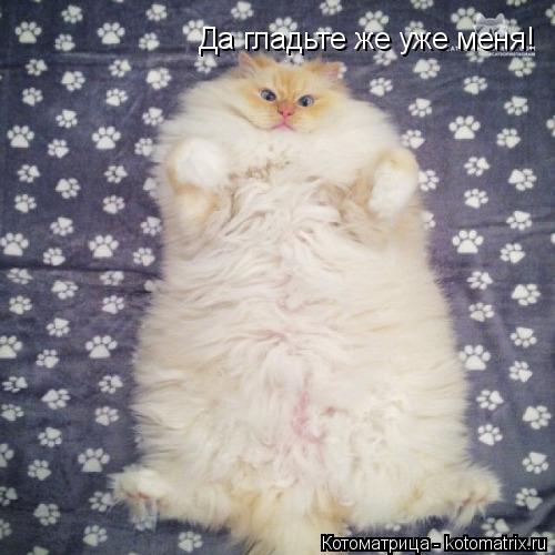 Да гладьте же уже меня!... Котоматрица: Да гладьте же уже меня!