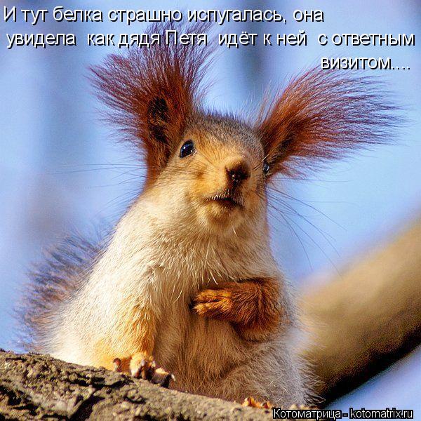 И тут белка страшно испугалась, она увидела как дядя Петя идёт к ней с ответным визитом....... Котоматрица: И тут белка страшно испугалась, она увидела как дядя Петя идёт к ней с ответным визитом....