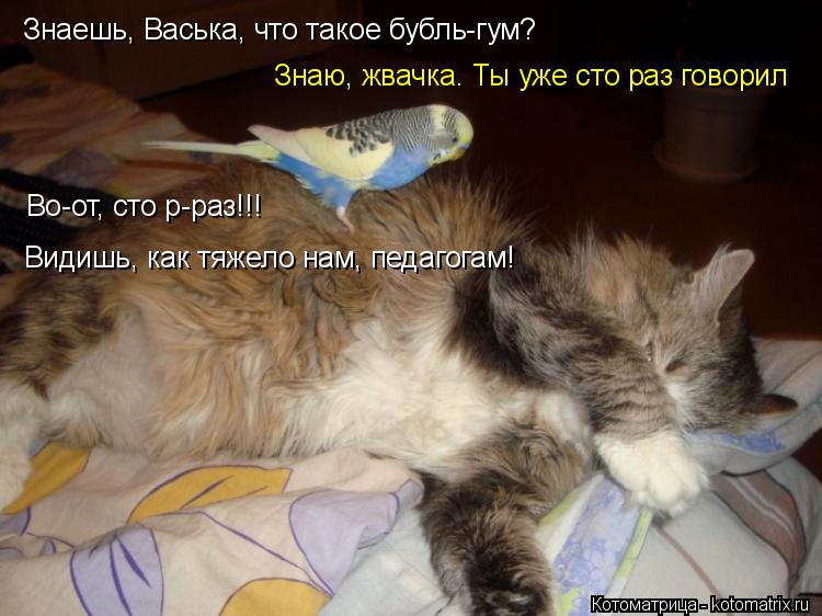 Знаешь, Васька, что такое бубль-гум? Знаю, жвачка. Ты уже сто раз говорил Во-от, сто р-раз!!! Видишь... Котоматрица: Знаешь, Васька, что такое бубль-гум? Знаю, жвачка. Ты уже сто раз говорил Во-от, сто р-раз!!! Видишь, как тяжело нам, педагогам!