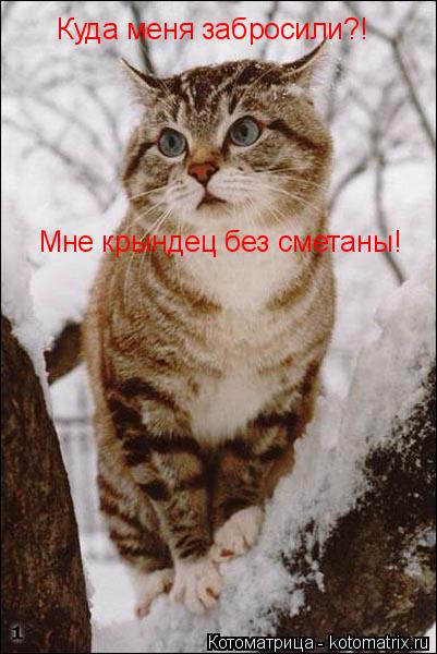 Куда меня забросили?! Мне крындец без сметаны!... Котоматрица: Куда меня забросили?! Мне крындец без сметаны!