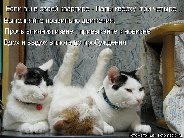 Если вы в своей квартире - Лапы кверху -три четыре .. Выполняйте правильно движения.. Прочь влияния и... Котоматрица: Если вы в своей квартире - Лапы кверху -три четыре .. Выполняйте правильно движения.. Прочь влияния извне , привыкайте к новизне Вдох и выдох в