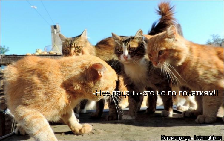 -Нее,пацаны-это не по понятиям!!... Котоматрица: -Нее,пацаны-это не по понятиям!!