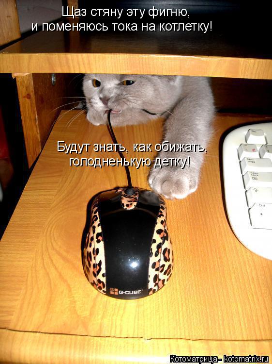 Щаз стяну эту фигню, Будут знать, как обижать, и поменяюсь тока на котлетку! голодненькую детку!... Котоматрица: Щаз стяну эту фигню, Будут знать, как обижать, и поменяюсь тока на котлетку! голодненькую детку!