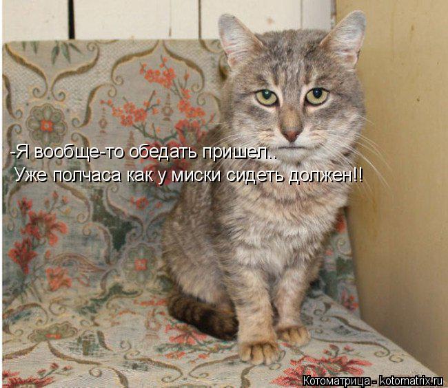 -Я вообще-то обедать пришел.. Уже полчаса как у миски сидеть должен!!... Котоматрица: -Я вообще-то обедать пришел.. Уже полчаса как у миски сидеть должен!!