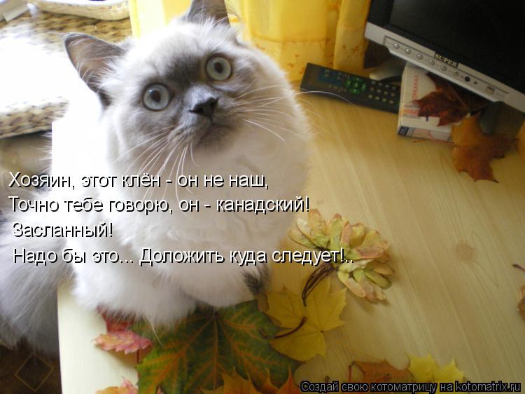 Хозяин, этот клён - он не наш, Точно тебе говорю, он - канадский! Засланный! Надо бы это... Доложить ... Котоматрица: Хозяин, этот клён - он не наш, Точно тебе говорю, он - канадский! Засланный! Надо бы это... Доложить куда следует!..