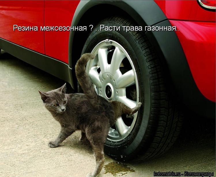 Резина межсезонная ? ..Расти трава газонная..... Котоматрица: Резина межсезонная ? ..Расти трава газонная..