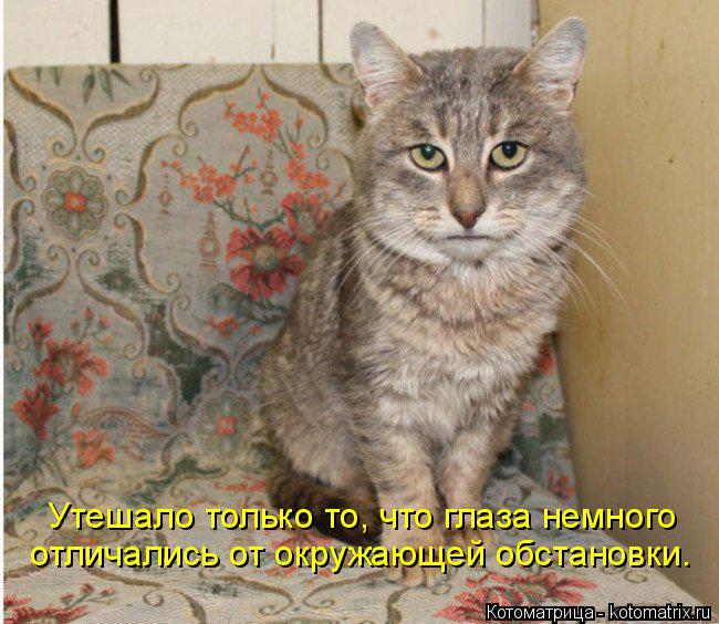 Утешало только то, что глаза немного отличались от окружающей обстановки.... Котоматрица: Утешало только то, что глаза немного отличались от окружающей обстановки.