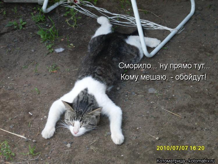Сморило... ну прямо тут... Кому мешаю, - обойдут!... Котоматрица: Сморило... ну прямо тут... Кому мешаю, - обойдут!