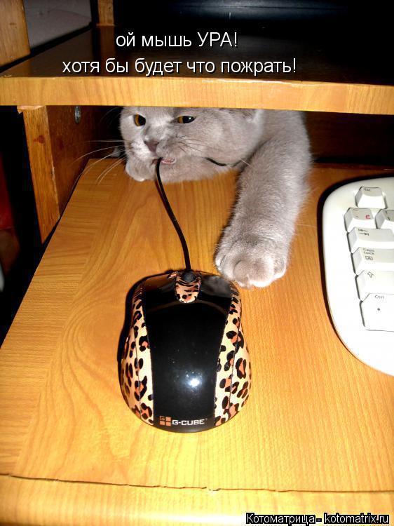 ой мышь УРА! хотя бы будет что пожрать!... Котоматрица: ой мышь УРА! хотя бы будет что пожрать!