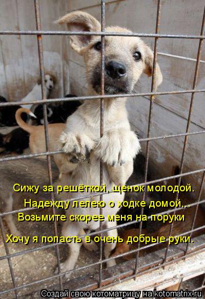 Сижу за решёткой, щенок молодой. Надежду лелею о ходке домой... Возьмите скорее меня на поруки Хочу ... Котоматрица: Сижу за решёткой, щенок молодой. Надежду лелею о ходке домой... Возьмите скорее меня на поруки Хочу я попасть в очень добрые руки.