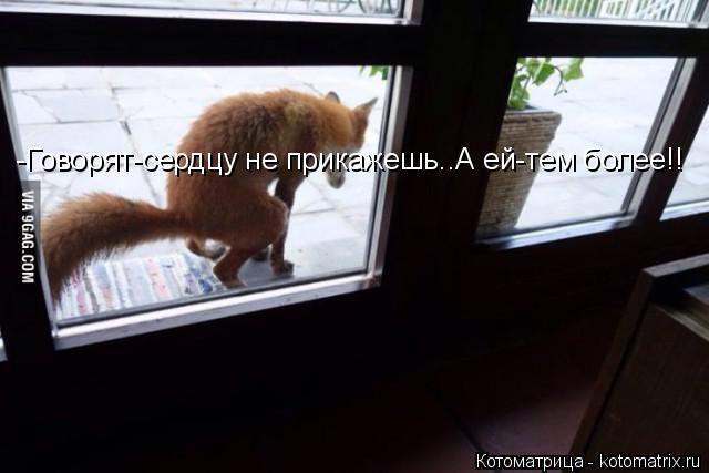 -Говорят-сердцу не прикажешь..А ей-тем более!!... Котоматрица: -Говорят-сердцу не прикажешь..А ей-тем более!!