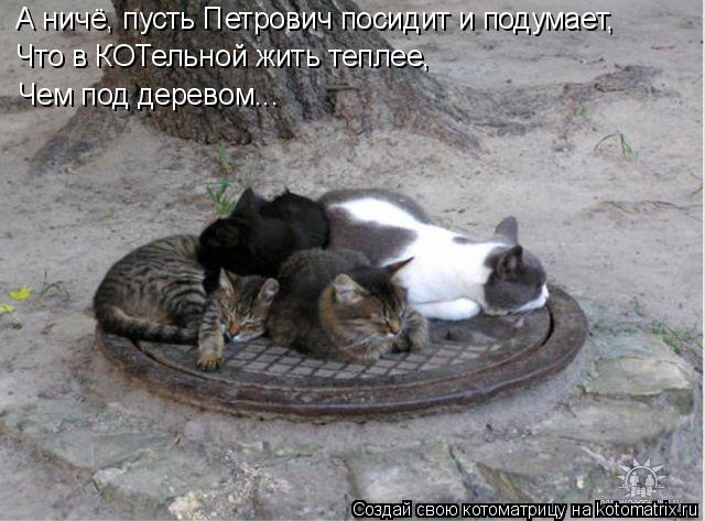 А ничё, пусть Петрович посидит и подумает, Что в КОТельной жить теплее, Чем под деревом...... Котоматрица: А ничё, пусть Петрович посидит и подумает, Что в КОТельной жить теплее, Чем под деревом...