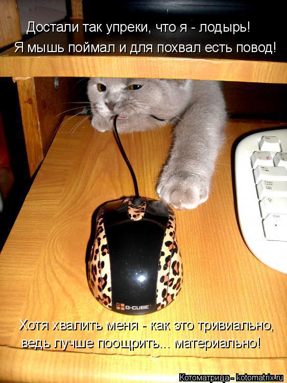 Достали так упреки, что я - лодырь! Я мышь поймал и для похвал есть повод! Хотя хвалить меня - как эт... Котоматрица: Достали так упреки, что я - лодырь! Я мышь поймал и для похвал есть повод! Хотя хвалить меня - как это тривиально, ведь лучше поощрить... матери