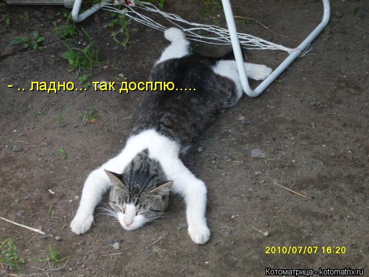 - .. ладно... так досплю........ Котоматрица: - .. ладно... так досплю.....