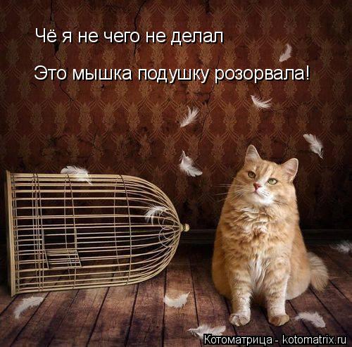 Чё я не чего не делал Это мышка подушку розорвала!... Котоматрица: Чё я не чего не делал Это мышка подушку розорвала!