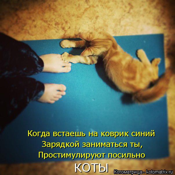 Когда встаешь на коврик синий Зарядкой заниматься ты, Простимулируют посильно КОТЫ... Котоматрица: Когда встаешь на коврик синий Зарядкой заниматься ты, Простимулируют посильно КОТЫ