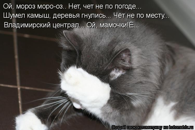 Ой, мороз моро-оз.. Нет, чет не по погоде... Шумел камыш, деревья гнулись... Чёт не по месту... Влади... Котоматрица: Ой, мороз моро-оз.. Нет, чет не по погоде... Шумел камыш, деревья гнулись... Чёт не по месту... Владимирский централ... Ой, мамочки!Ё...
