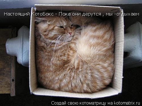 Настоящий КотоБокс - Пока они дерутся , мы -отдыхаем... Котоматрица: Настоящий КотоБокс - Пока они дерутся , мы -отдыхаем