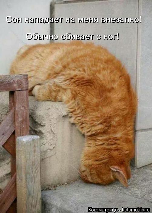 Сон нападает на меня внезапно! Обычно сбивает с ног!... Котоматрица: Сон нападает на меня внезапно! Обычно сбивает с ног!