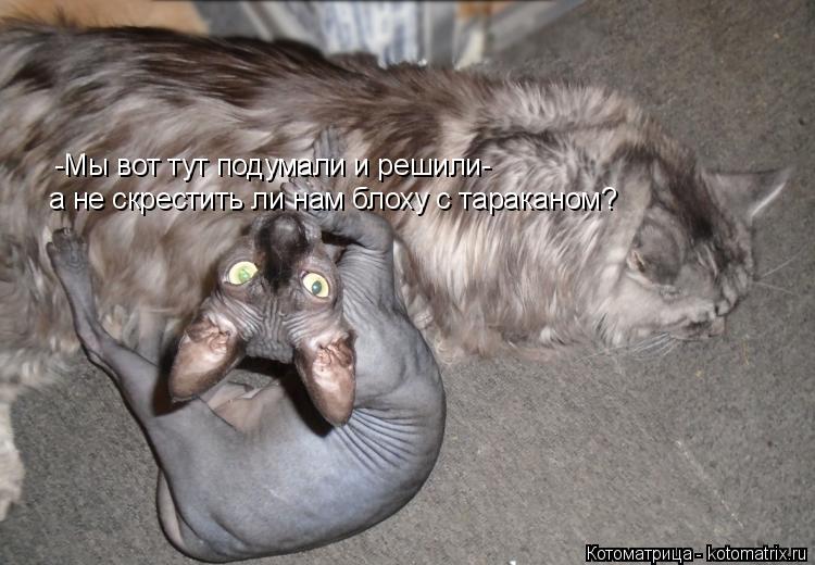 -Мы вот тут подумали и решили- а не скрестить ли нам блоху с тараканом?... Котоматрица: -Мы вот тут подумали и решили- а не скрестить ли нам блоху с тараканом?