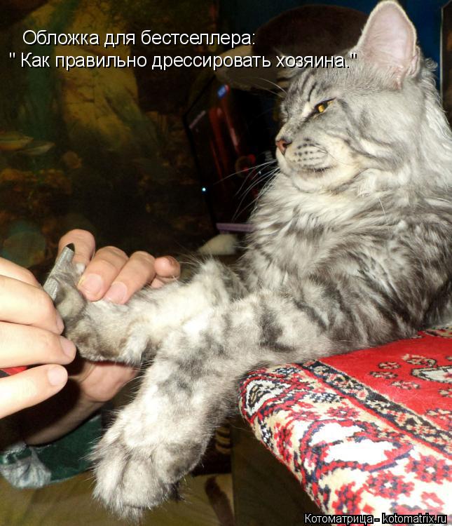 Обложка для бестселлера: " Как правильно дрессировать хозяина."... Котоматрица: Обложка для бестселлера: " Как правильно дрессировать хозяина."