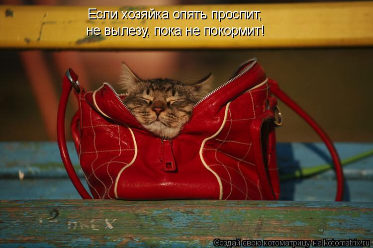 Если хозяйка опять проспит, не вылезу, пока не покормит!... Котоматрица: Если хозяйка опять проспит, не вылезу, пока не покормит!