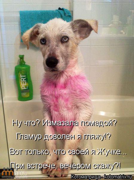 Ну что? Измазала помадой? Гламур доволен я гляжу!? Вот только, что своей я Жучке... При встрече, ве... Котоматрица: Ну что? Измазала помадой? Гламур доволен я гляжу!? Вот только, что своей я Жучке... При встрече, вечером скажу?!