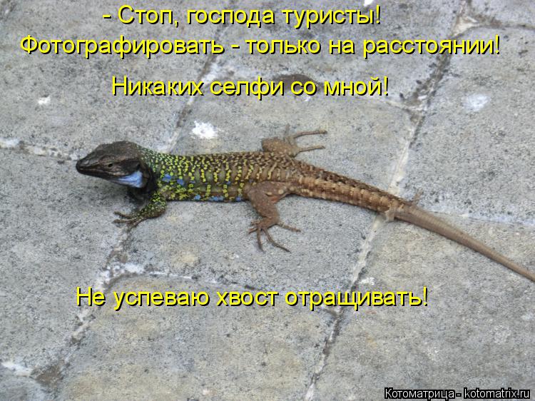 - Стоп, господа туристы! Фотографировать - только на расстоянии! Никаких селфи со мной! Не успеваю хв... Котоматрица: - Стоп, господа туристы! Фотографировать - только на расстоянии! Никаких селфи со мной! Не успеваю хвост отращивать!